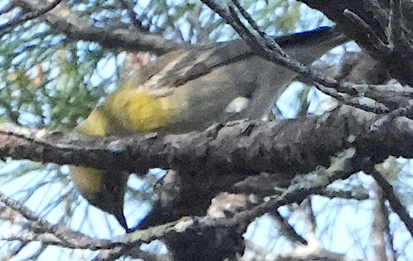 Pine Warbler - ML647327301