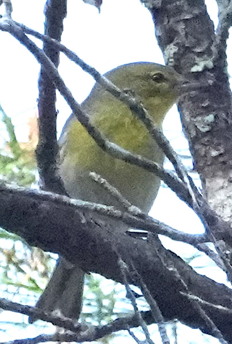 Pine Warbler - ML647327302