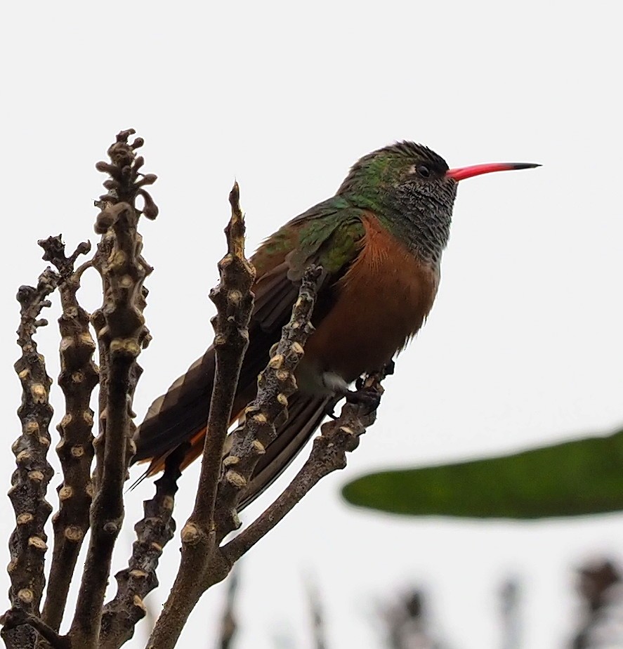 Amazilia Hummingbird - ML647327307