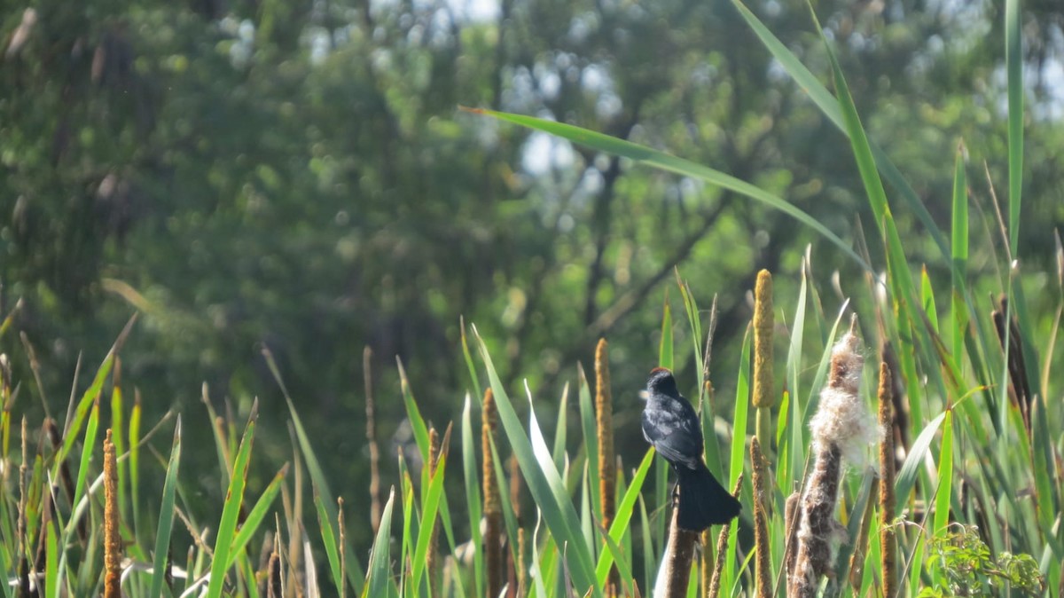 Chestnut-capped Blackbird - ML647327312
