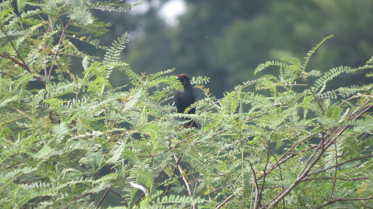 Chestnut-capped Blackbird - ML647327313
