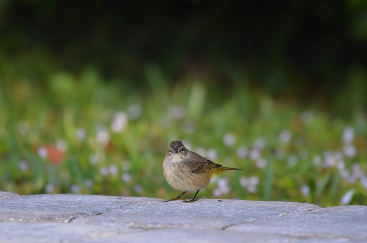 Пісняр-лісовик рудоголовий - ML647327317