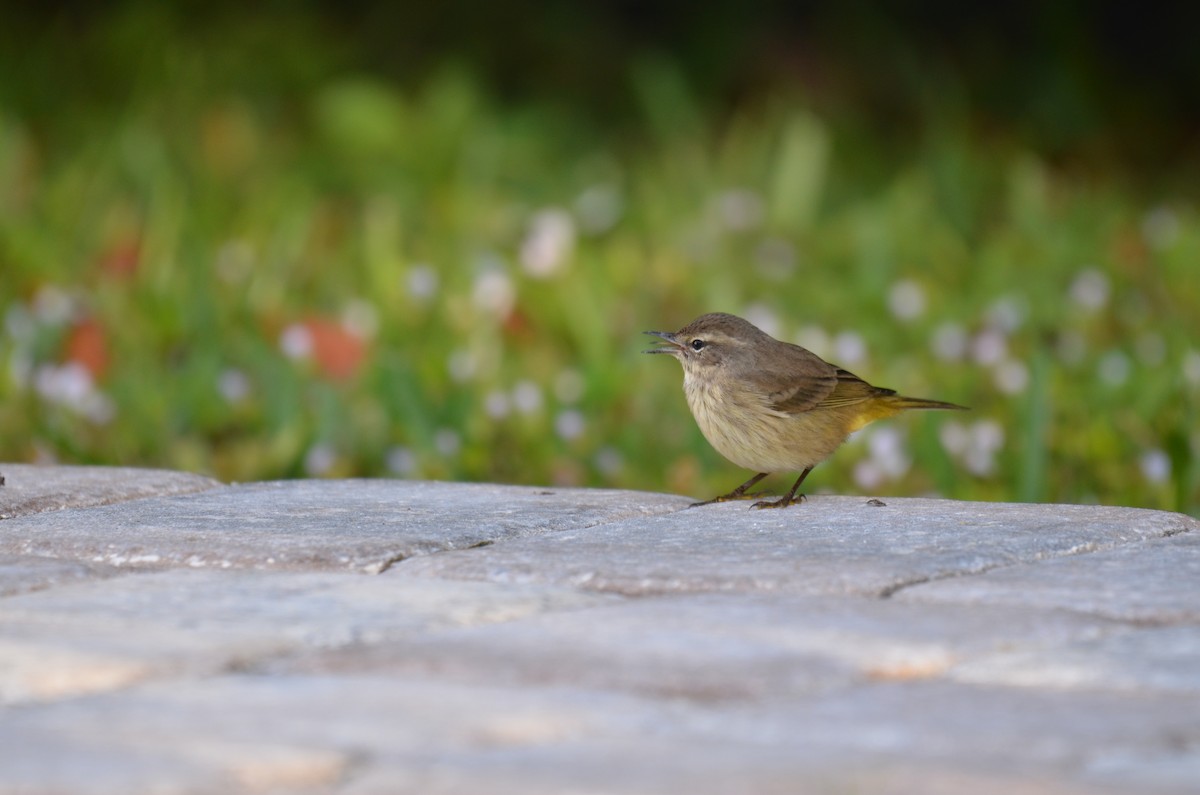 Пісняр-лісовик рудоголовий - ML647327318