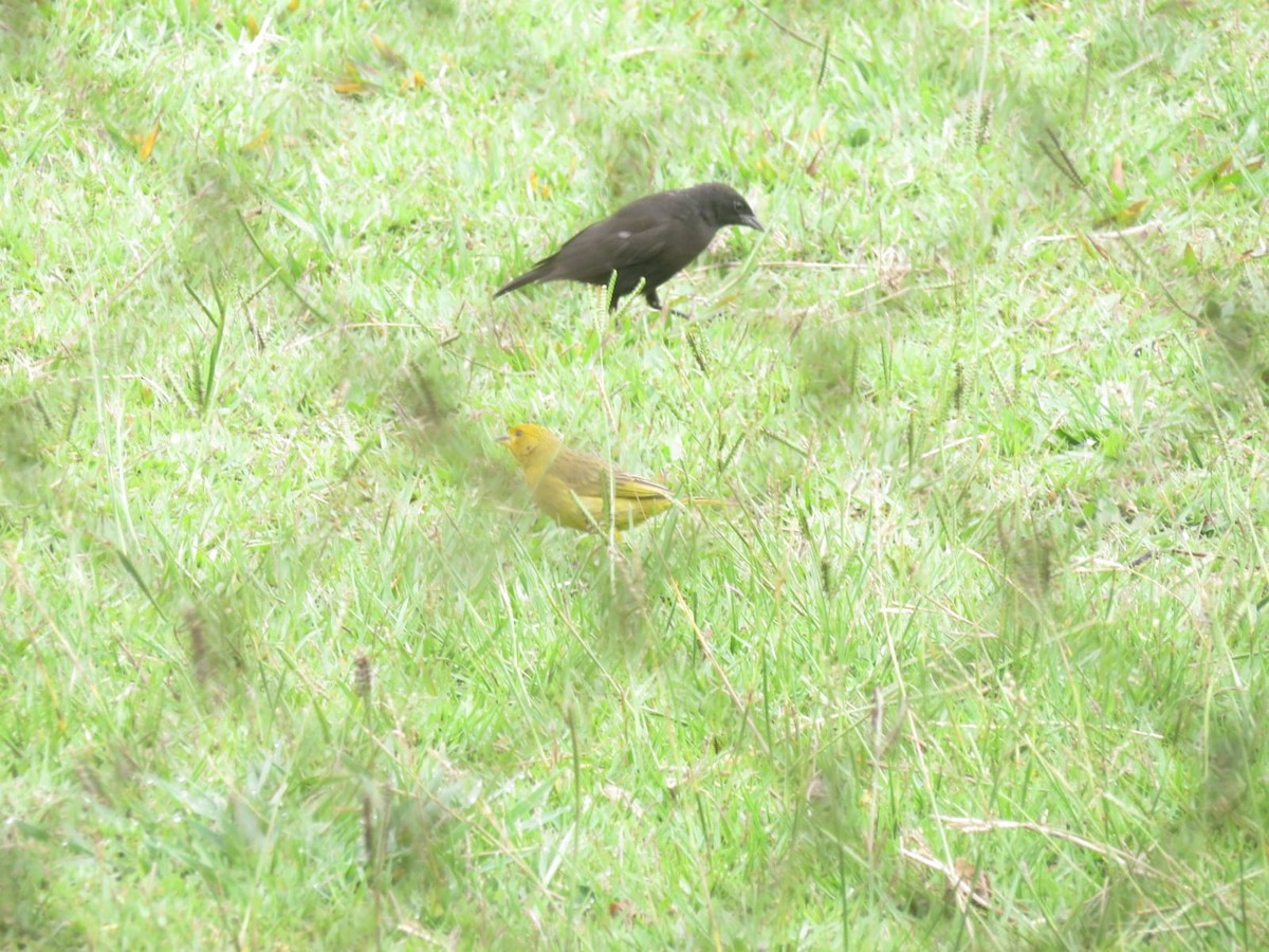 Saffron Finch - ML647327325