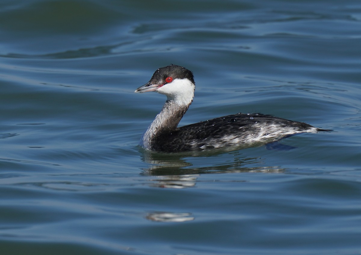 Красношейная поганка - ML647327331