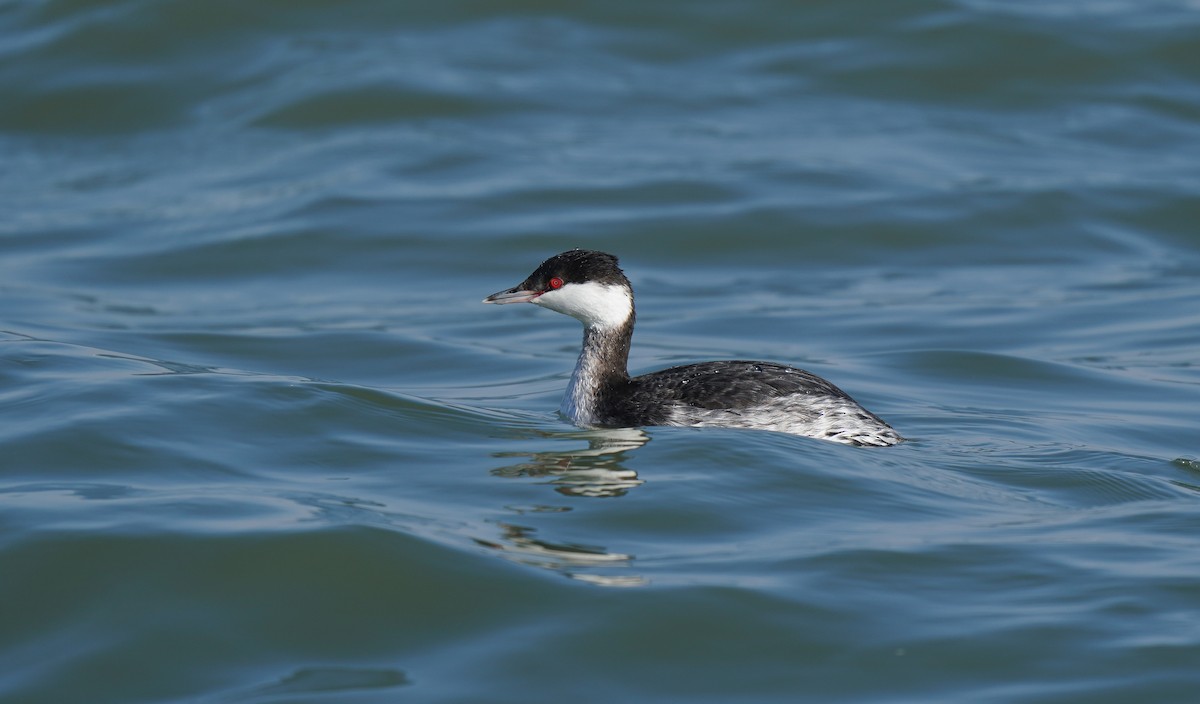 Красношейная поганка - ML647327334