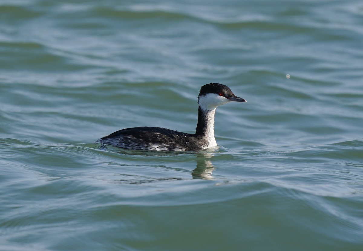 Красношейная поганка - ML647327335