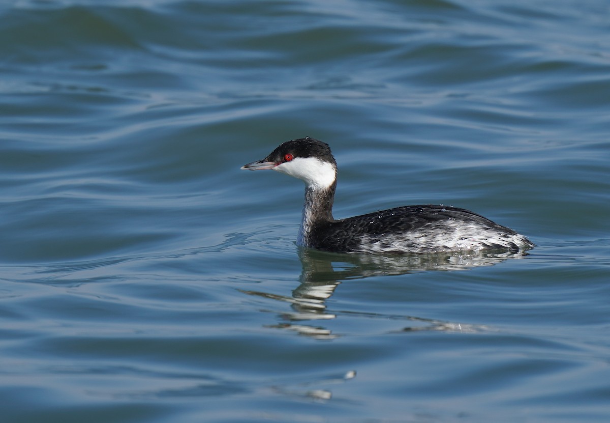 Красношейная поганка - ML647327336