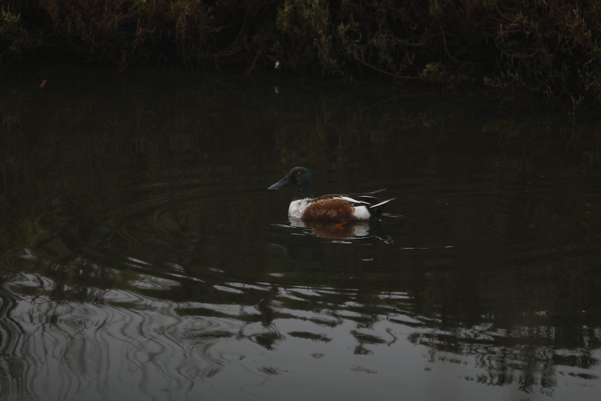 Northern Shoveler - ML647327337