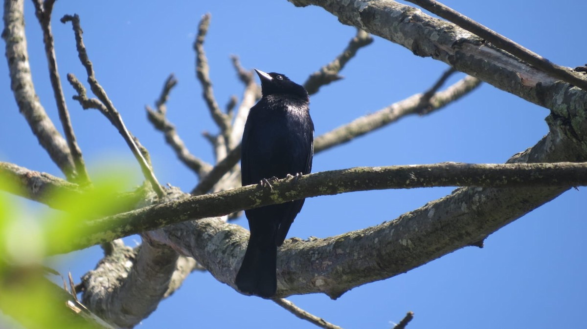 Blue-black Grassquit - ML647327342