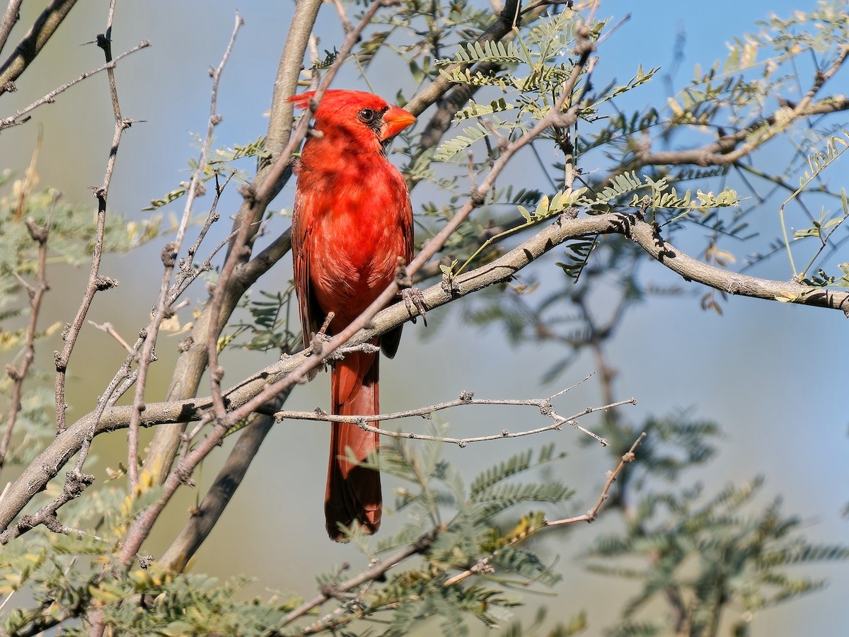 Красный кардинал - ML647327348