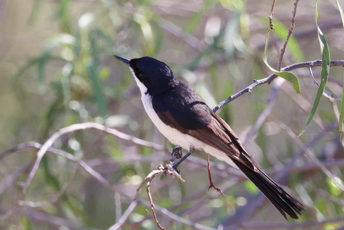 Restless Flycatcher - ML647327352
