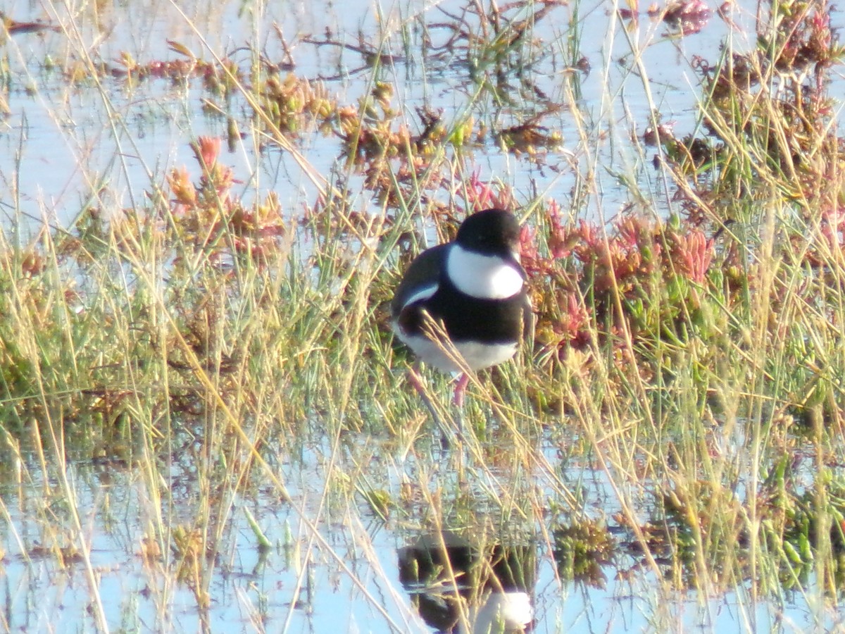 Red-kneed Dotterel - ML647327364