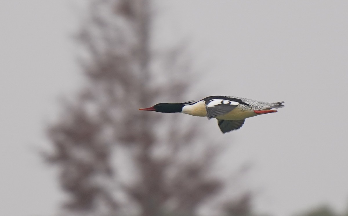 Scaly-sided Merganser - ML647327365