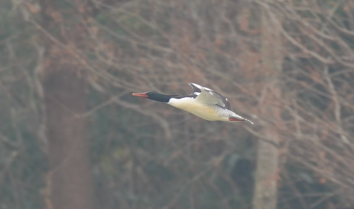 Scaly-sided Merganser - ML647327369