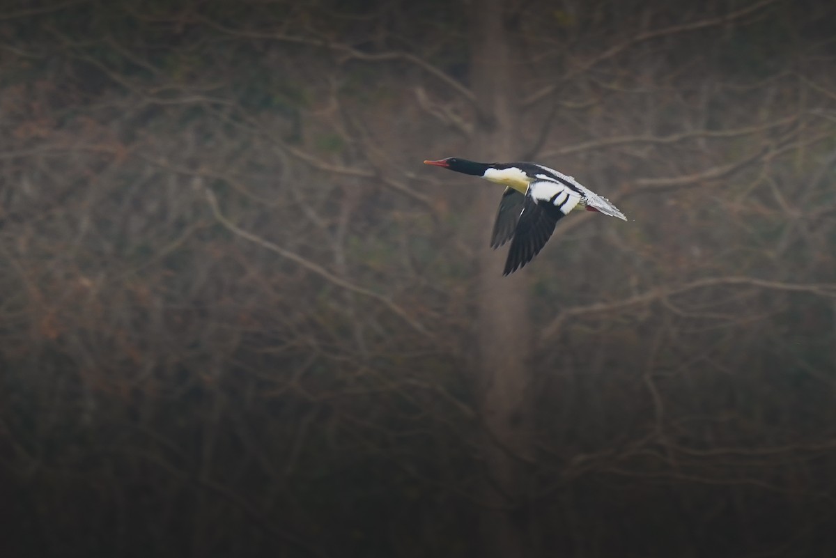 Scaly-sided Merganser - ML647327370