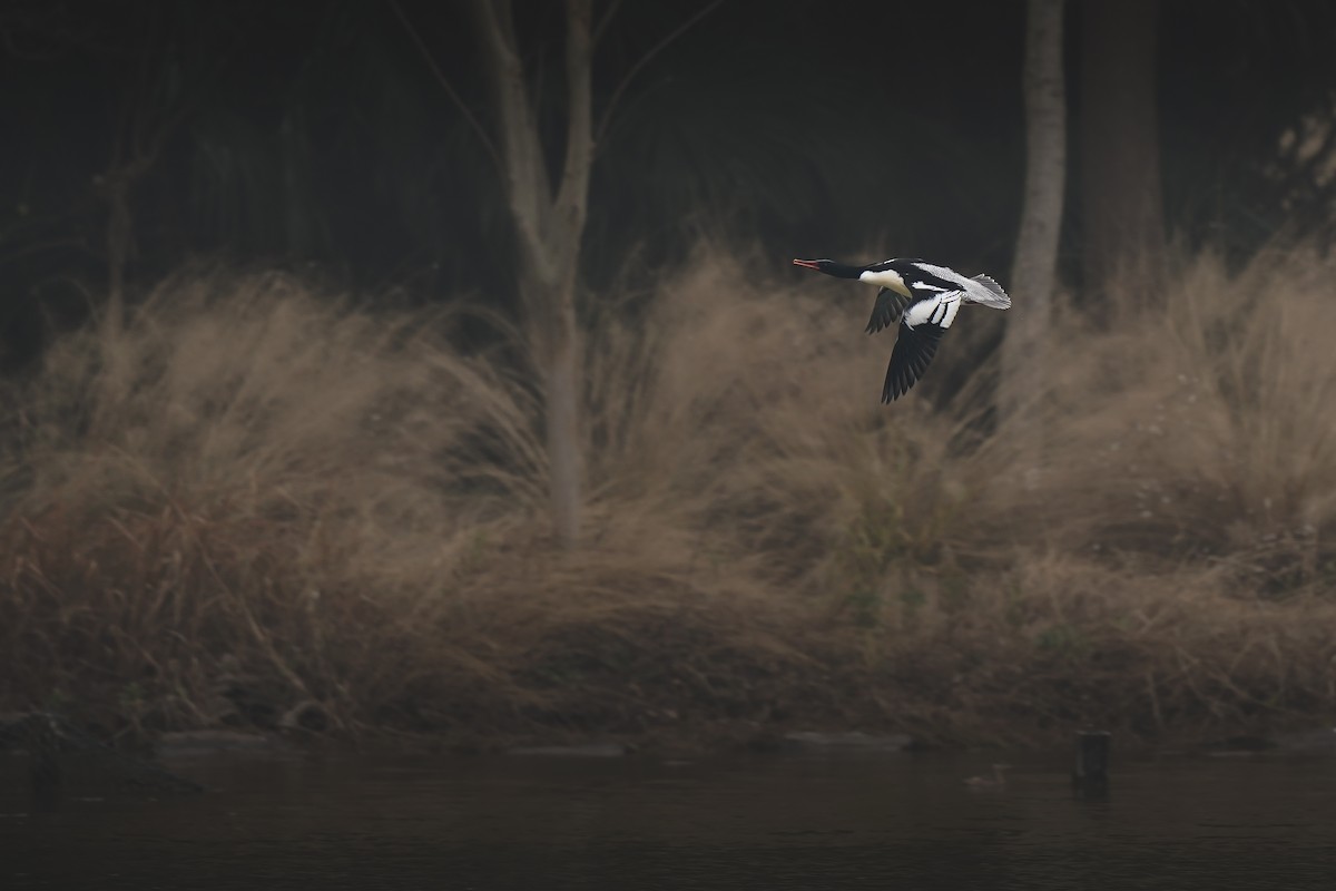 Scaly-sided Merganser - ML647327371