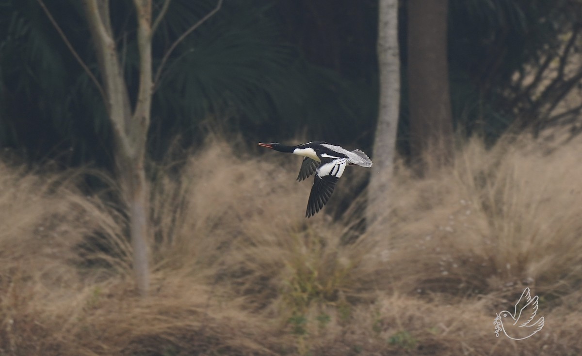 Scaly-sided Merganser - ML647327378