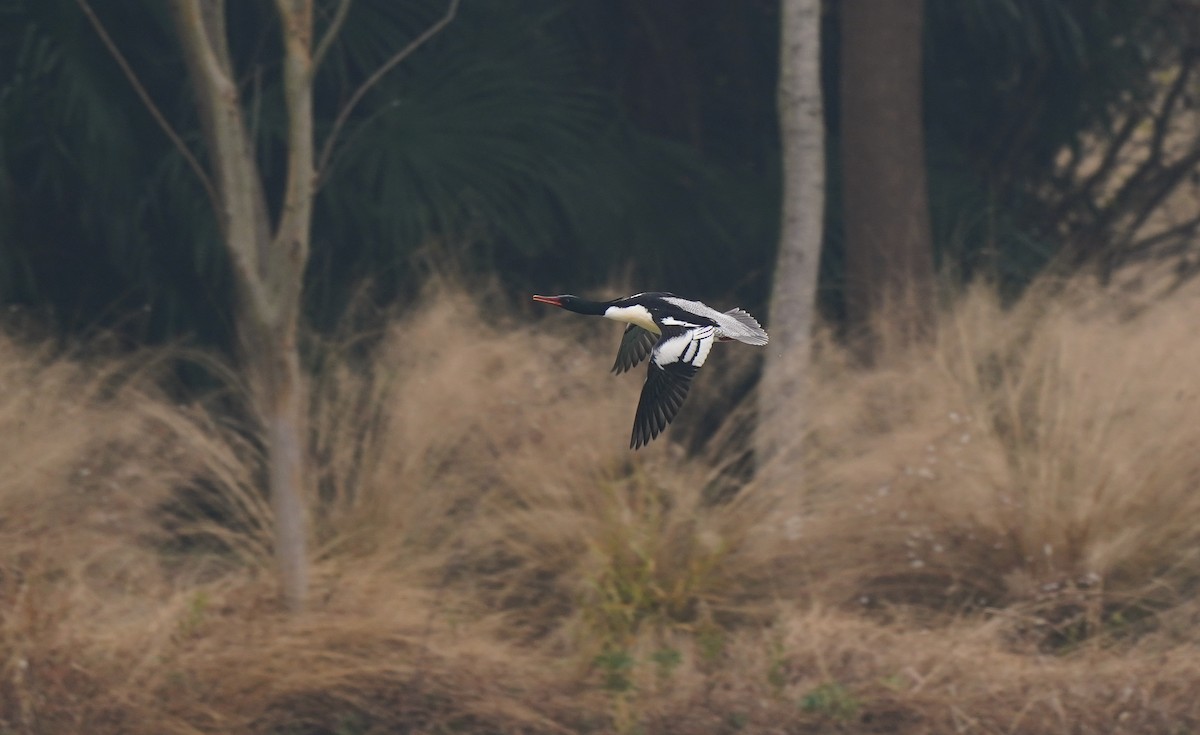 Scaly-sided Merganser - ML647327379