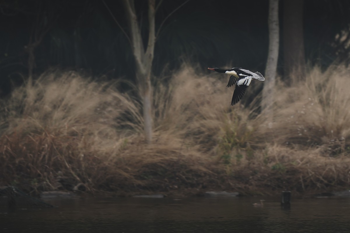 Scaly-sided Merganser - ML647327384