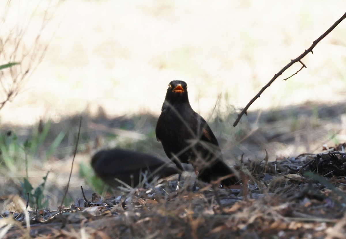 Eurasian Blackbird - ML647327385