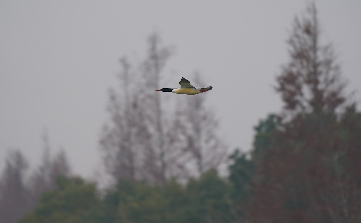 Scaly-sided Merganser - ML647327387