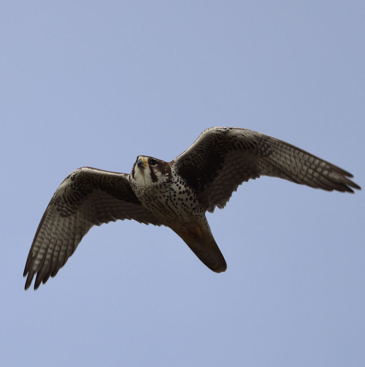 Prairie Falcon - ML647327424