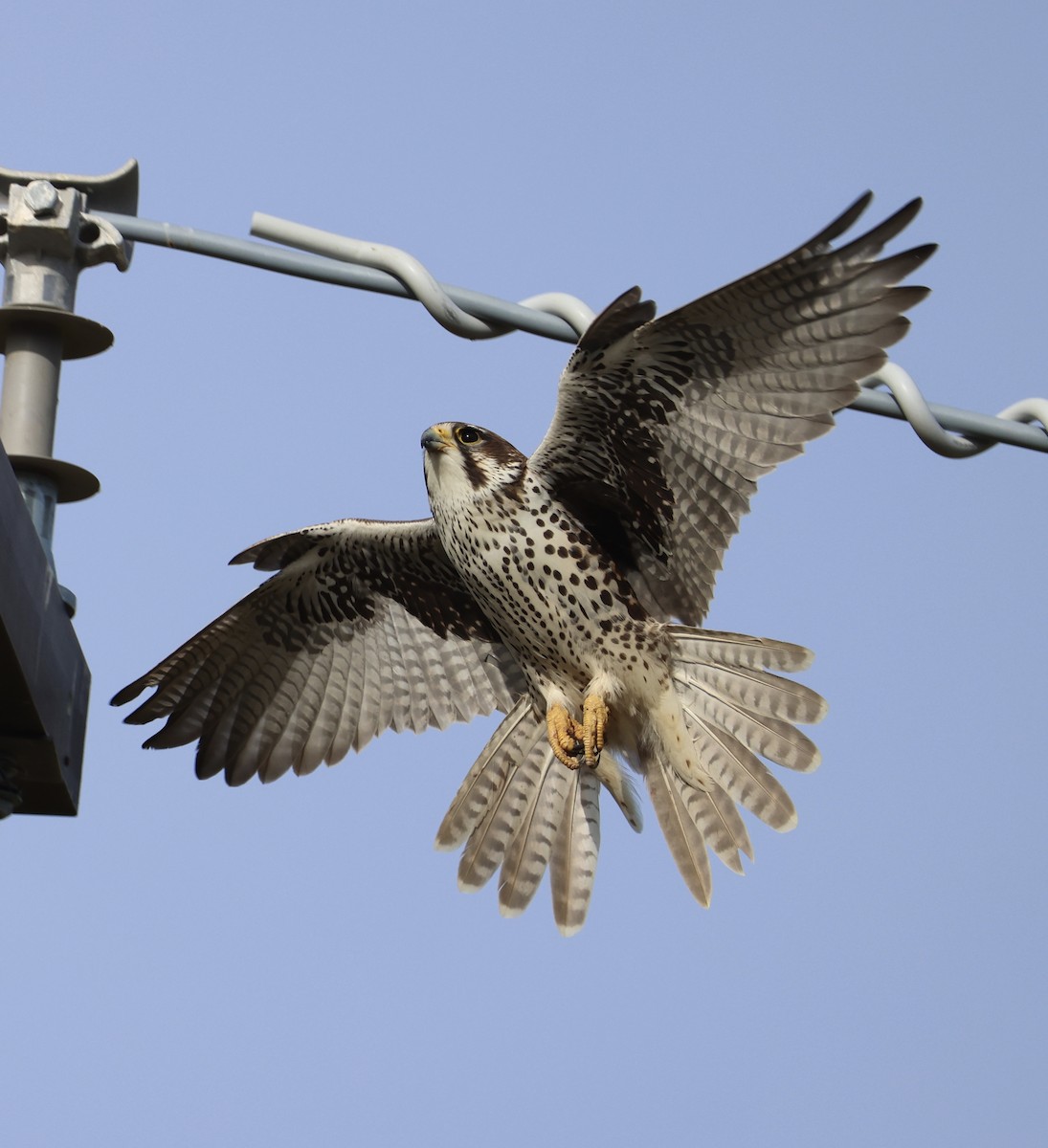 Prairie Falcon - ML647327425
