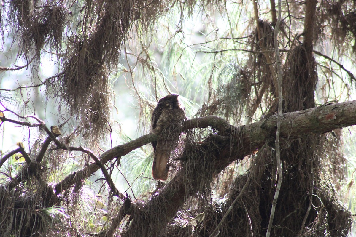 Engoulevent à miroir - ML647327441