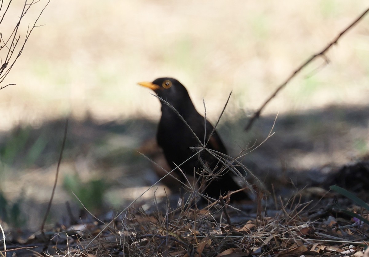 Eurasian Blackbird - ML647327443