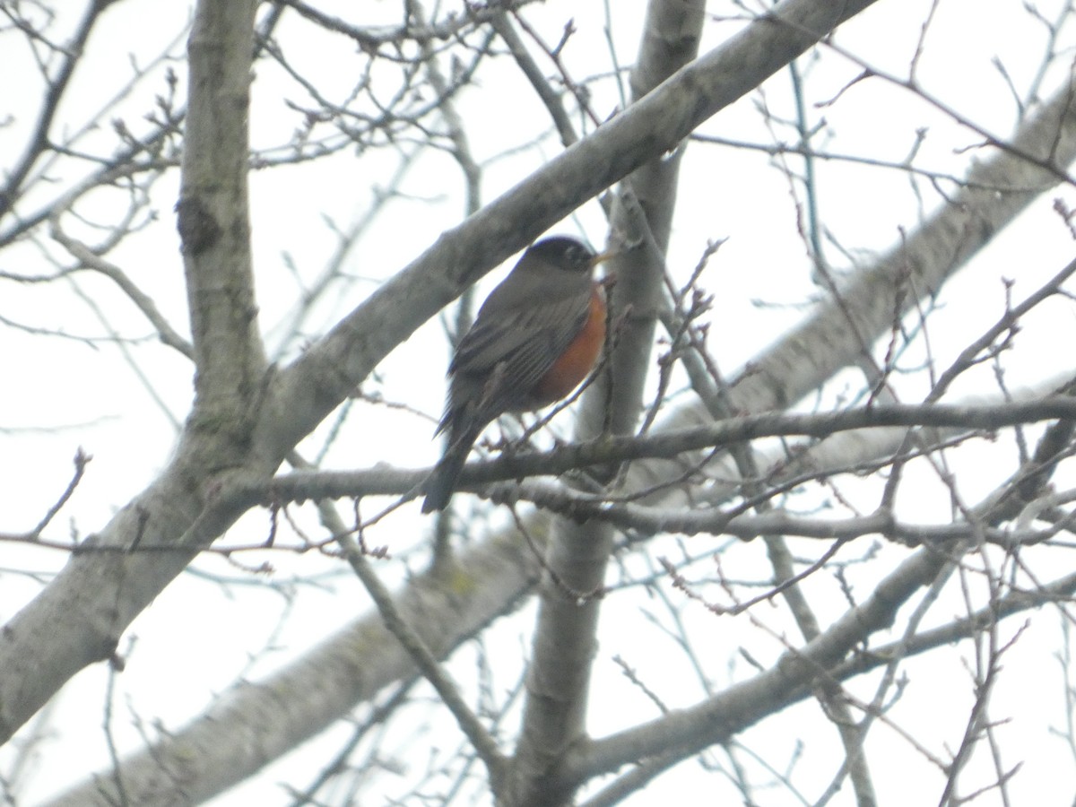 drozd stěhovavý - ML647327445