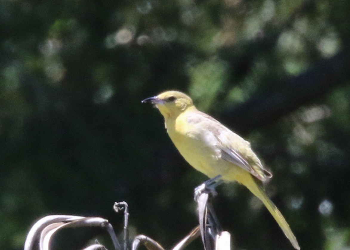 Oriole masqué - ML647327463