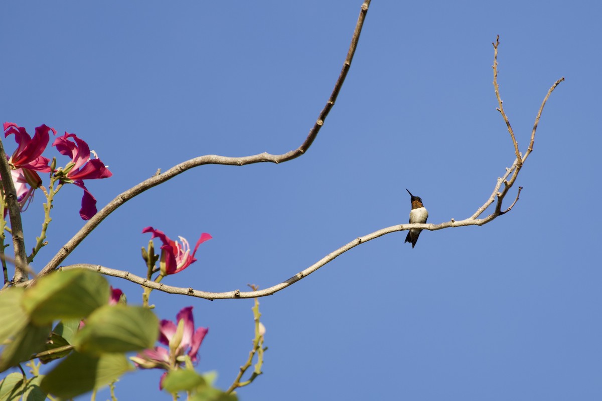 Ruby-throated Hummingbird - ML647327473