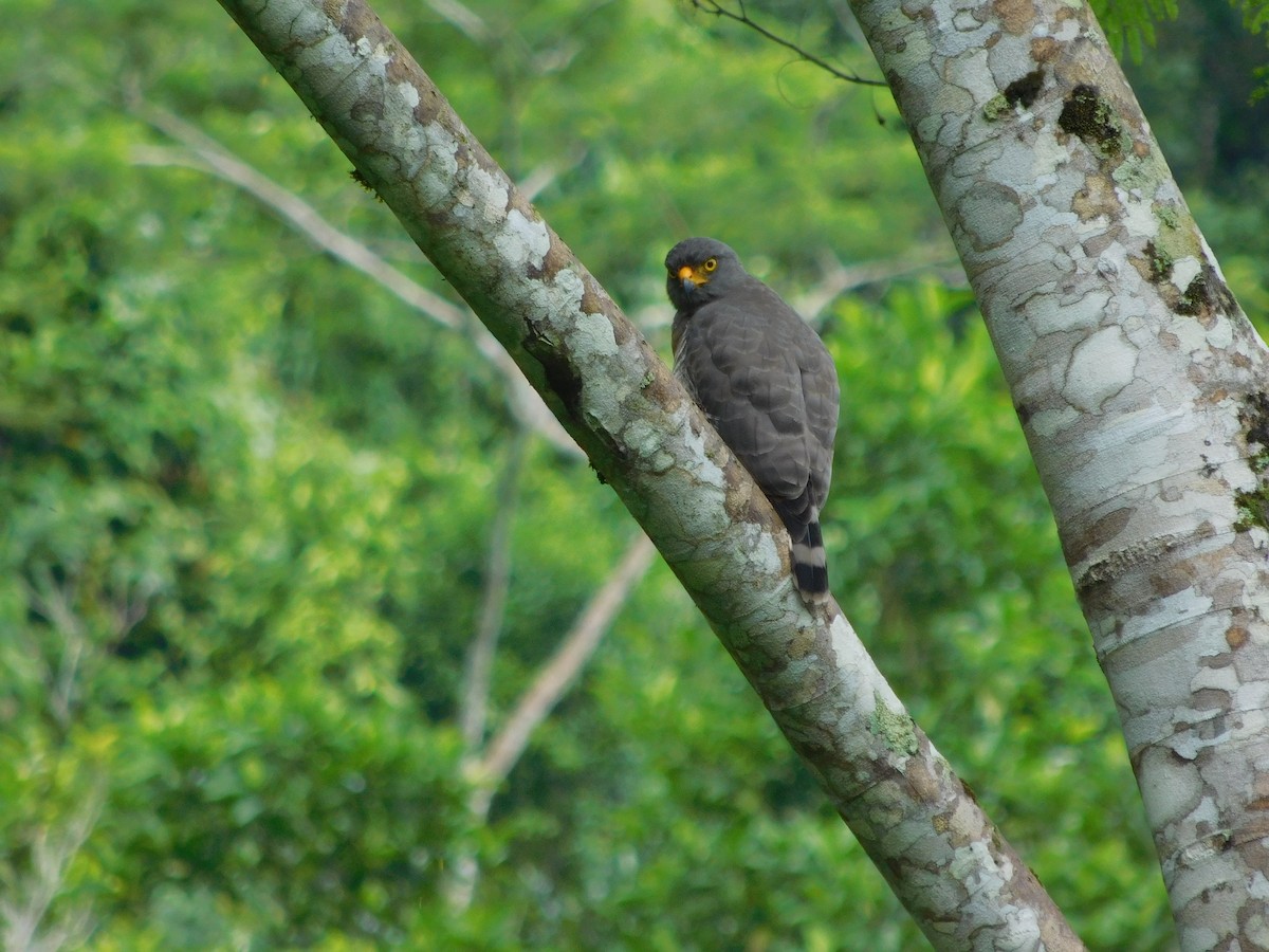 Roadside Hawk - ML647327494