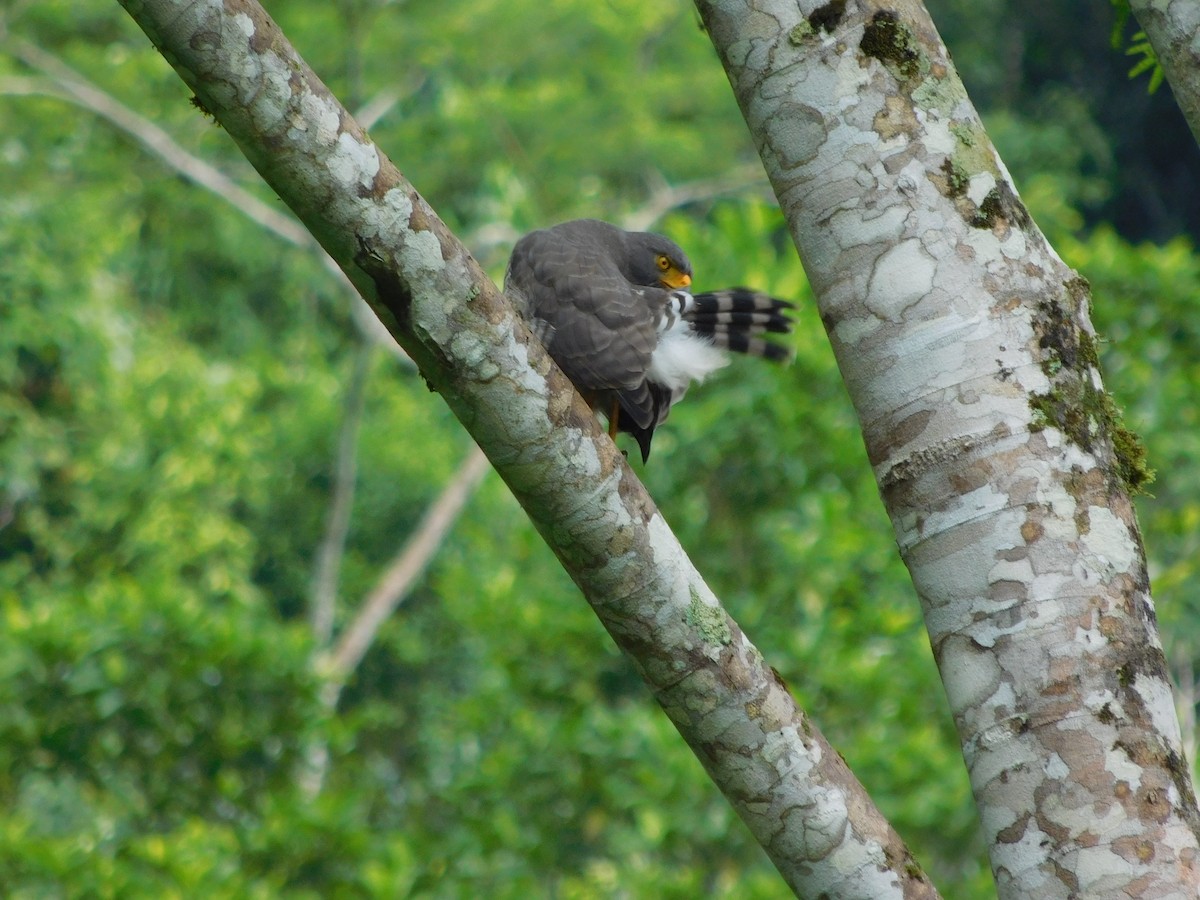 Roadside Hawk - ML647327495