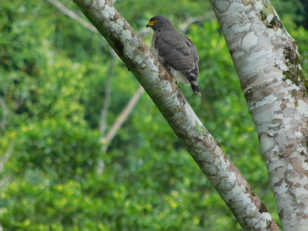 Roadside Hawk - ML647327496