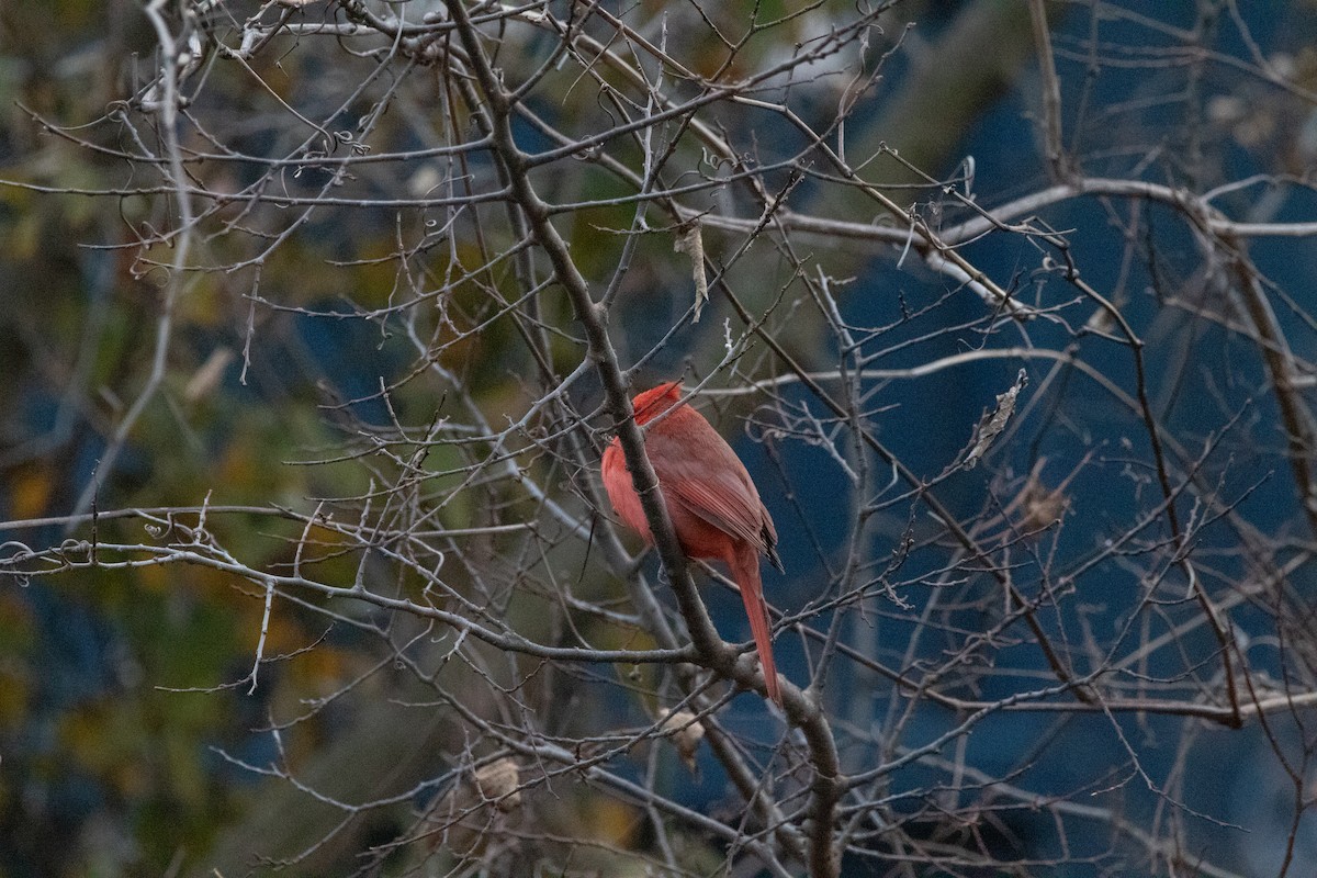 Красный кардинал - ML647327500