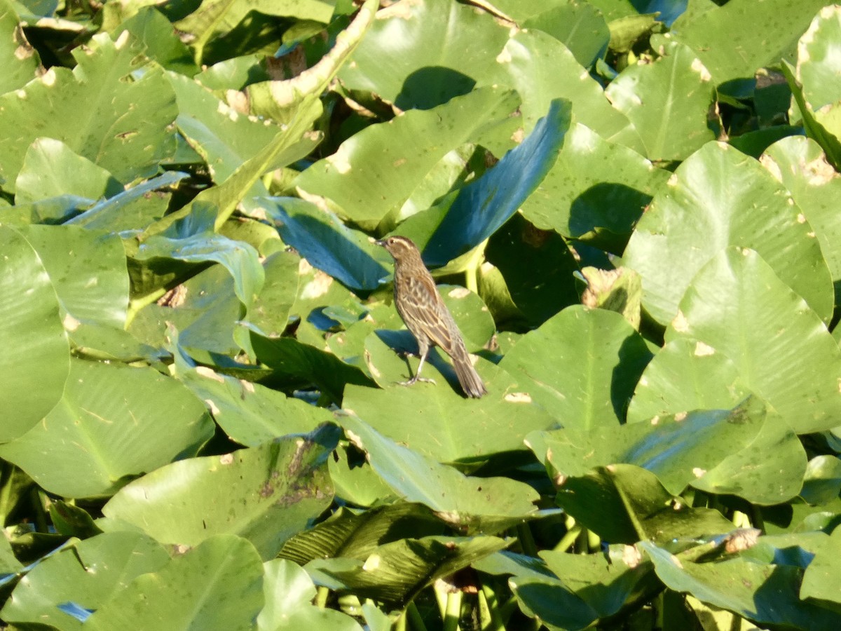 Red-winged Blackbird - ML647327533
