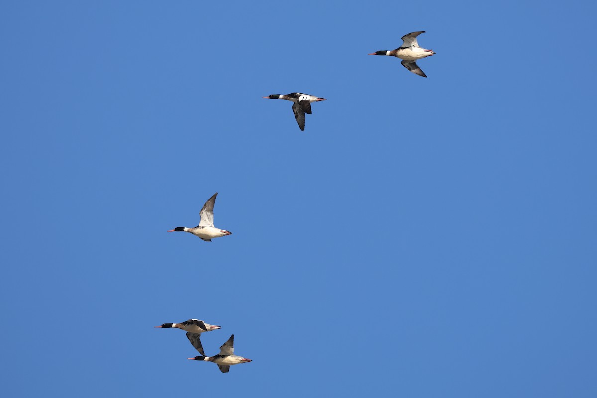 Tarakdiş - ML647327542