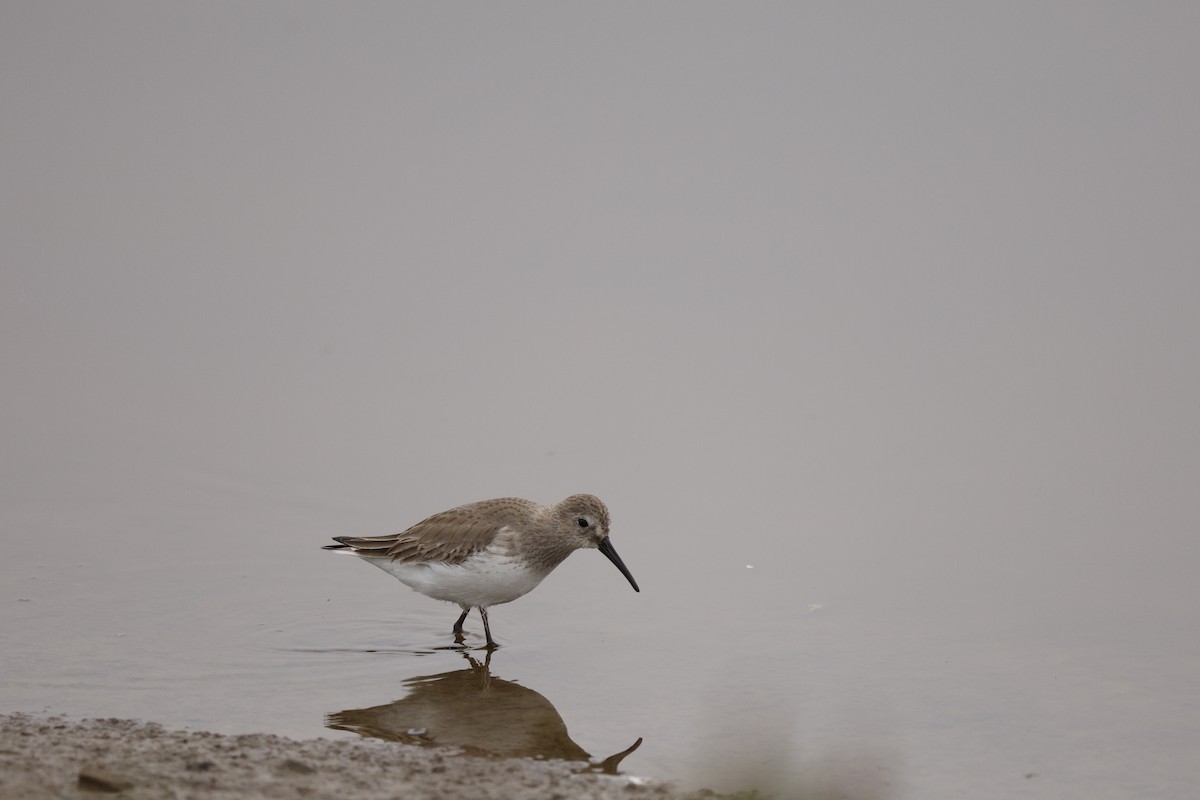 Dunlin - ML647327553