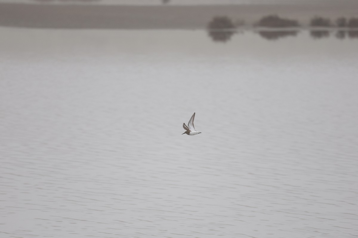 Dunlin - ML647327554