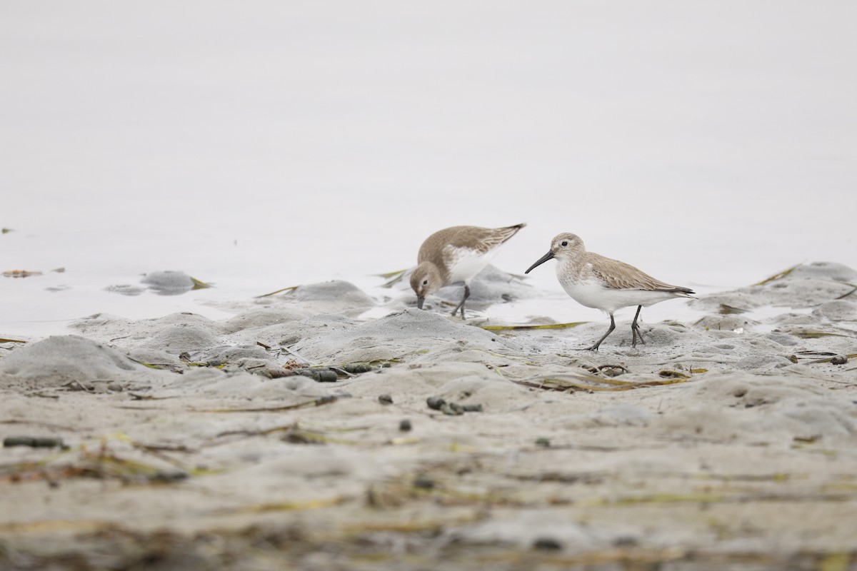 Dunlin - ML647327555