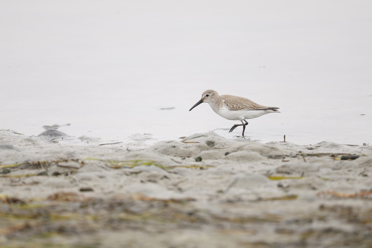 Dunlin - ML647327556
