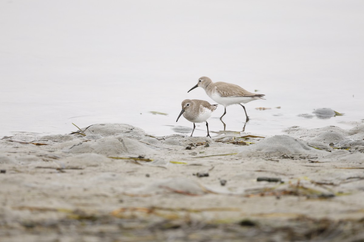 Dunlin - ML647327557