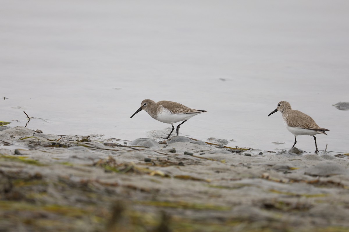 Dunlin - ML647327558