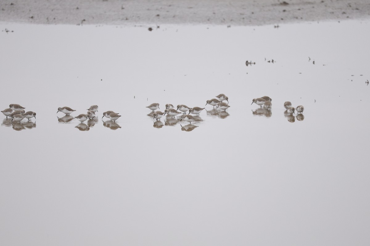 Western Sandpiper - ML647327589