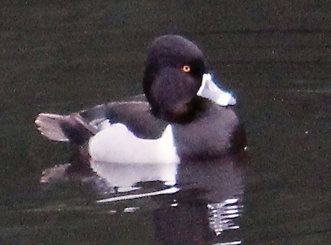 環頸潛鴨 - ML647327592