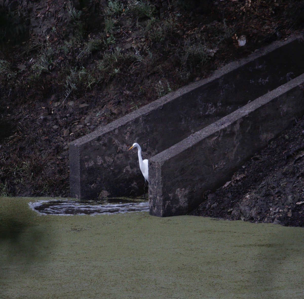 大白鷺 - ML647327612