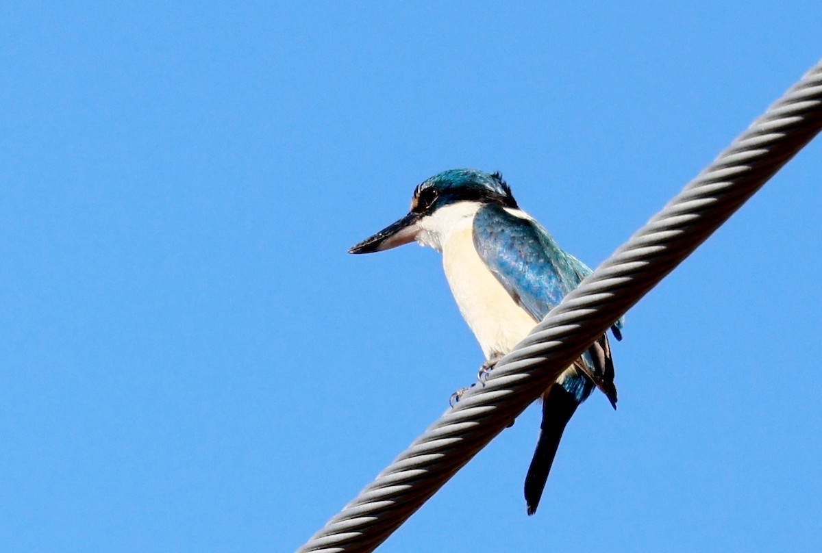 Sacred Kingfisher - ML647327616