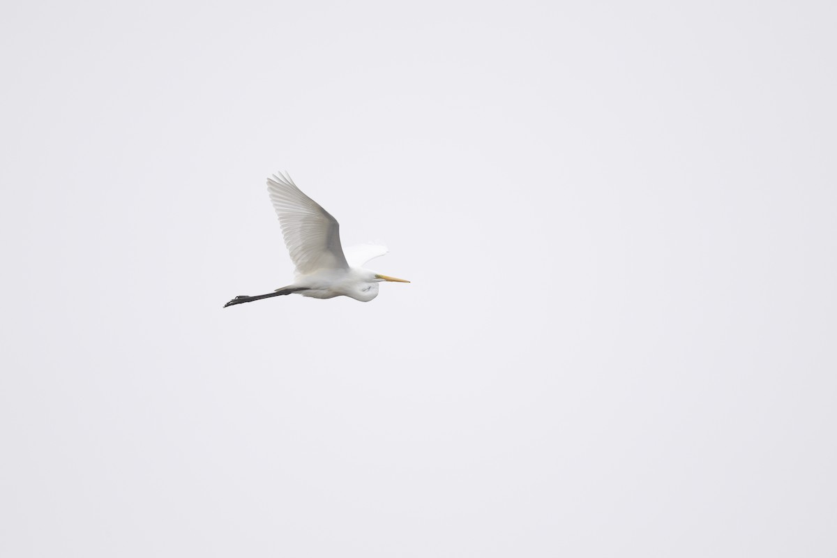 Great Egret - ML647327617